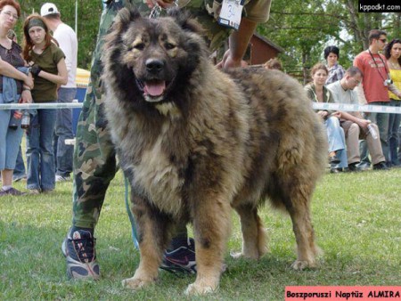 Boszporuszi-Naptűz Almira 